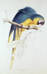 Guacamayo azul y amarillo